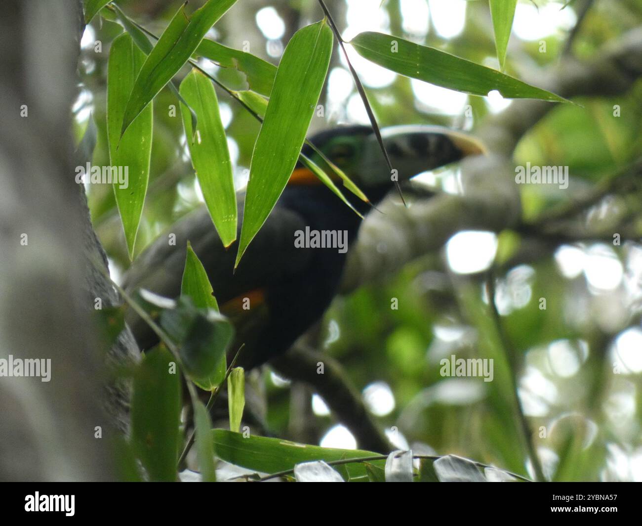 Toucanet (Selenidera maculirostris) Aves con fattura a punti Foto Stock