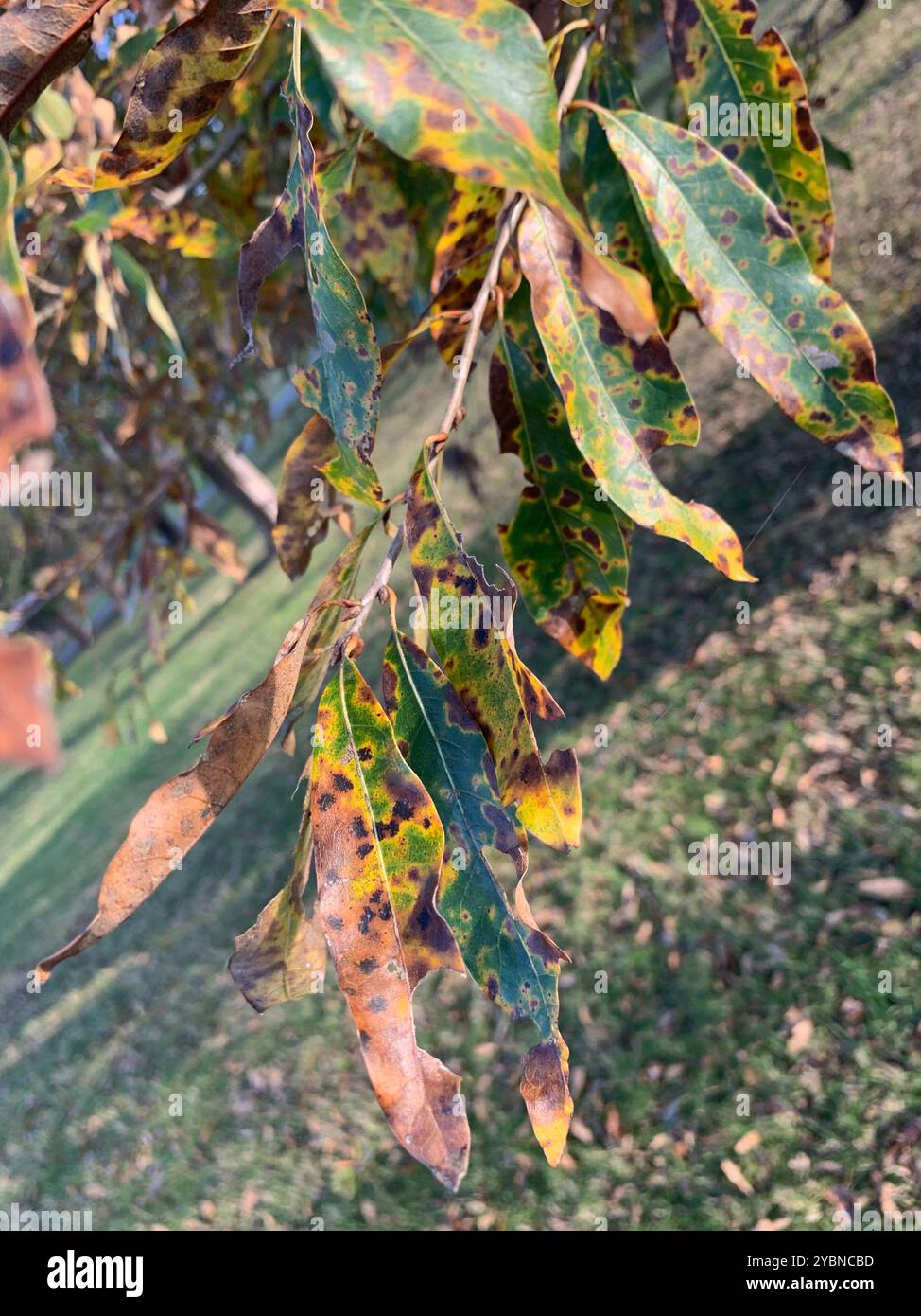 Quercia di manzo (Quercus imbricaria) Plantae Foto Stock