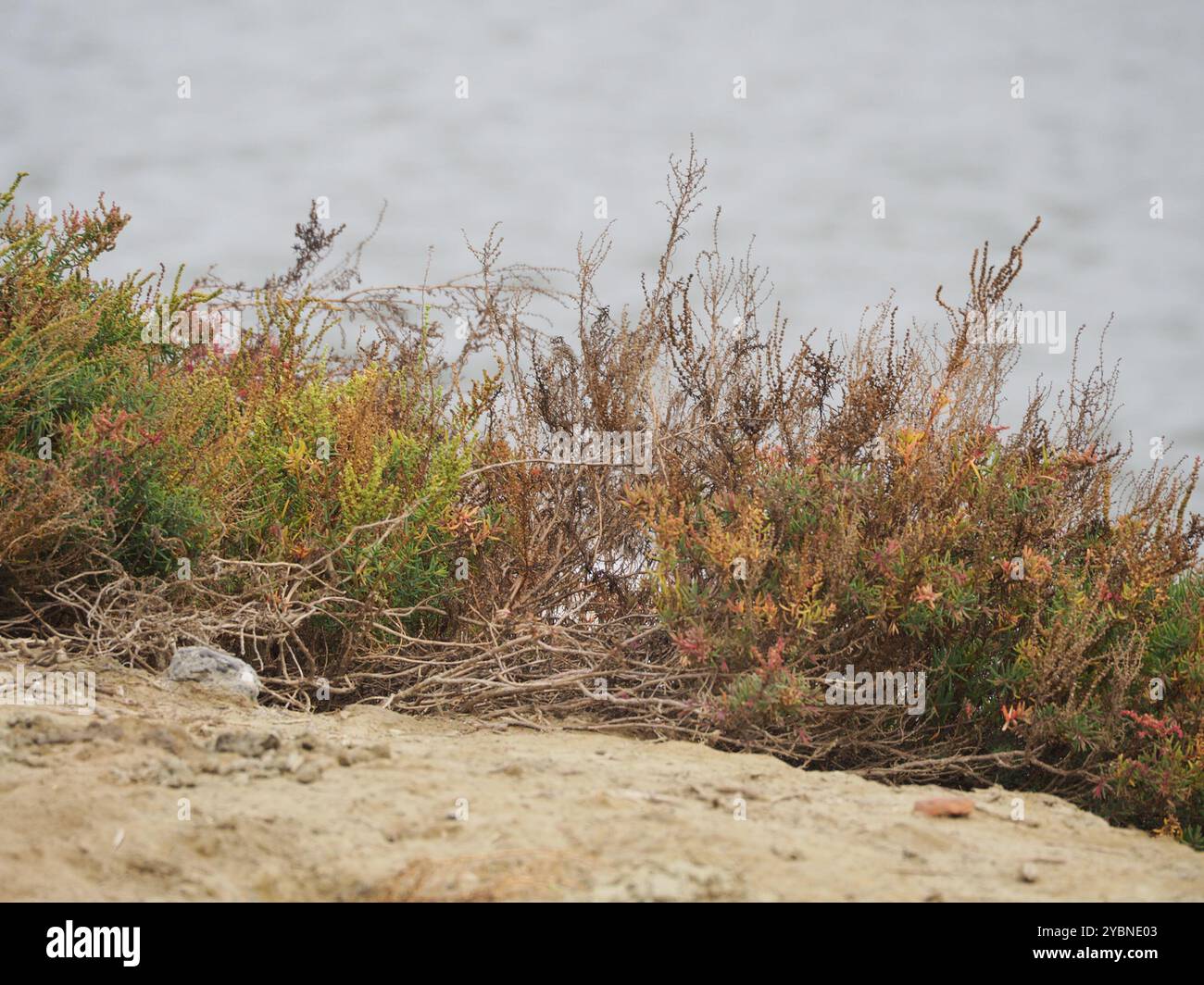 Alghe erbacee (Suaeda maritima) Plantae Foto Stock