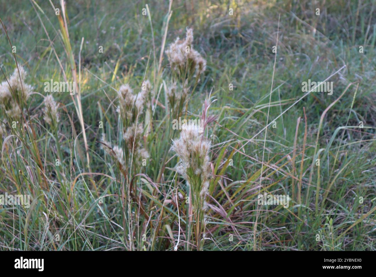 (Andropogon glomeratus) Plantae Foto Stock