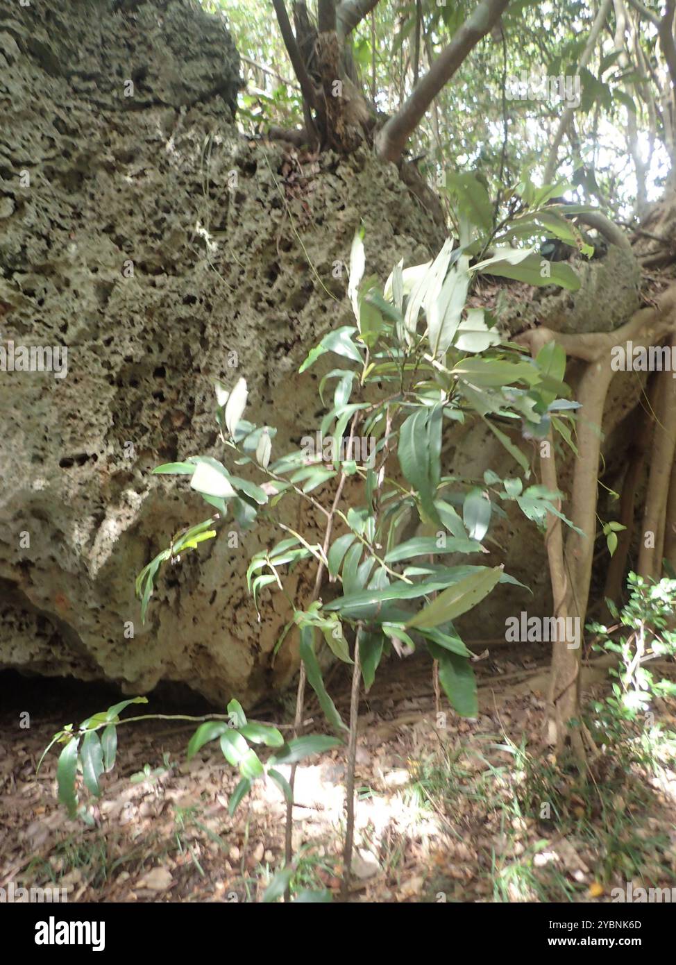 Burro di frutta (Diospyros blancoi) Plantae Foto Stock
