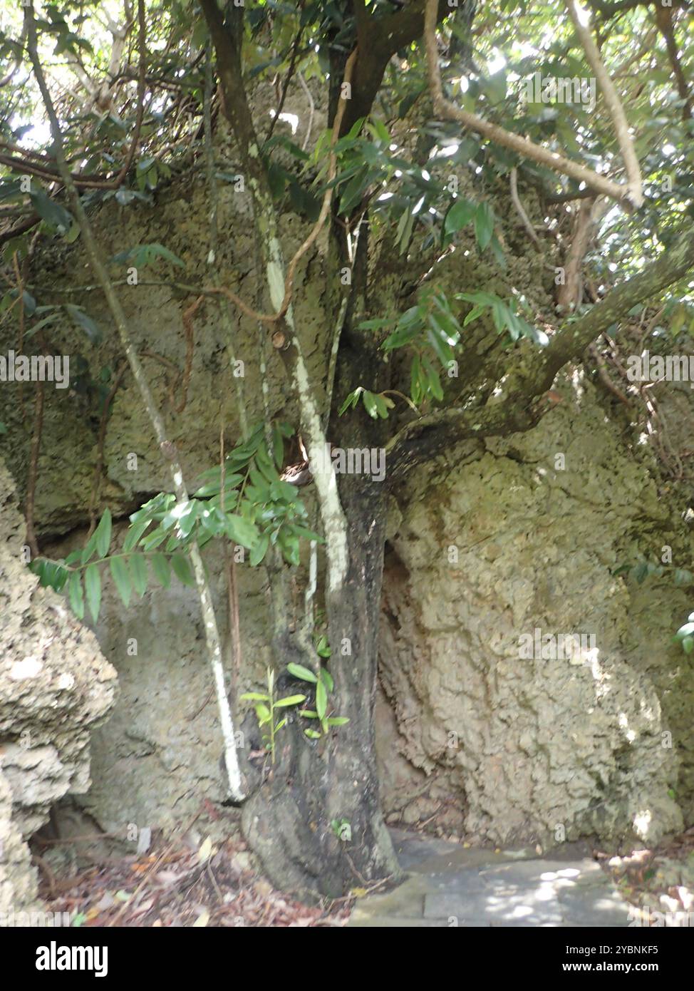 Burro di frutta (Diospyros blancoi) Plantae Foto Stock