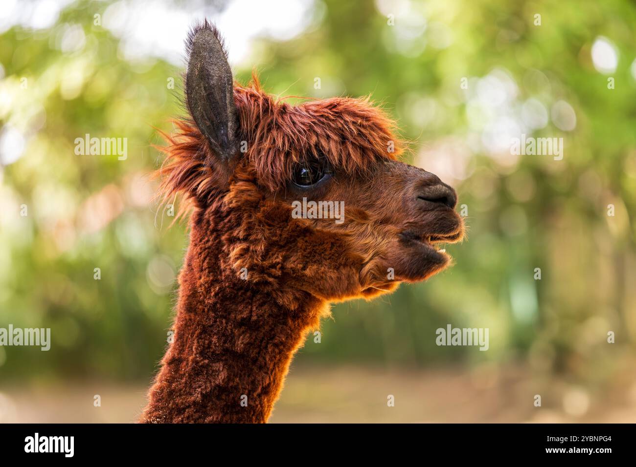 Ritratto del giovane Alpaca marrone su sfondo verde Foto Stock