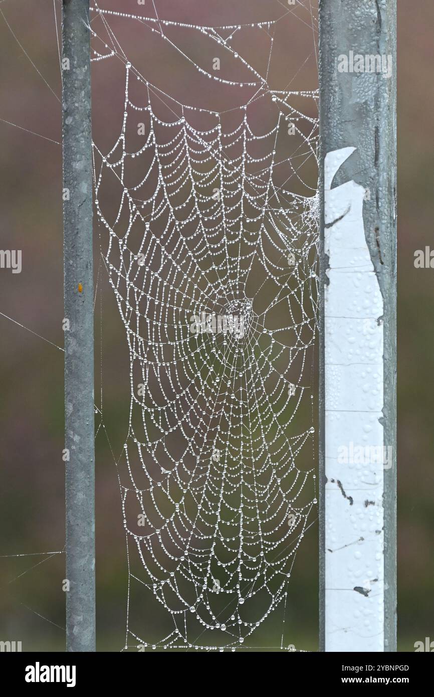 Ragnatele o ragnatela su ringhiera metallica con rugiada Inghilterra ottobre Foto Stock