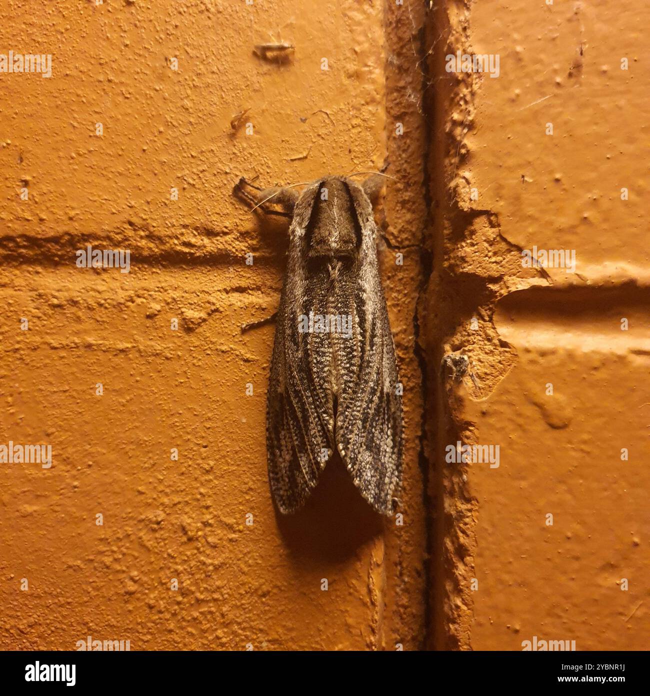 (Endoxyla lituratus) Insecta Foto Stock