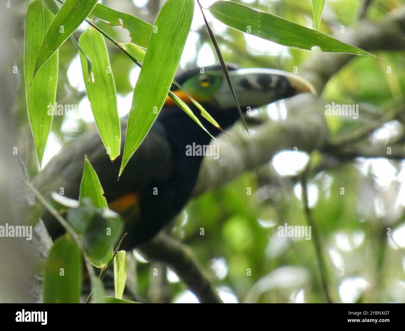 Toucanet (Selenidera maculirostris) Aves con fattura a punti Foto Stock