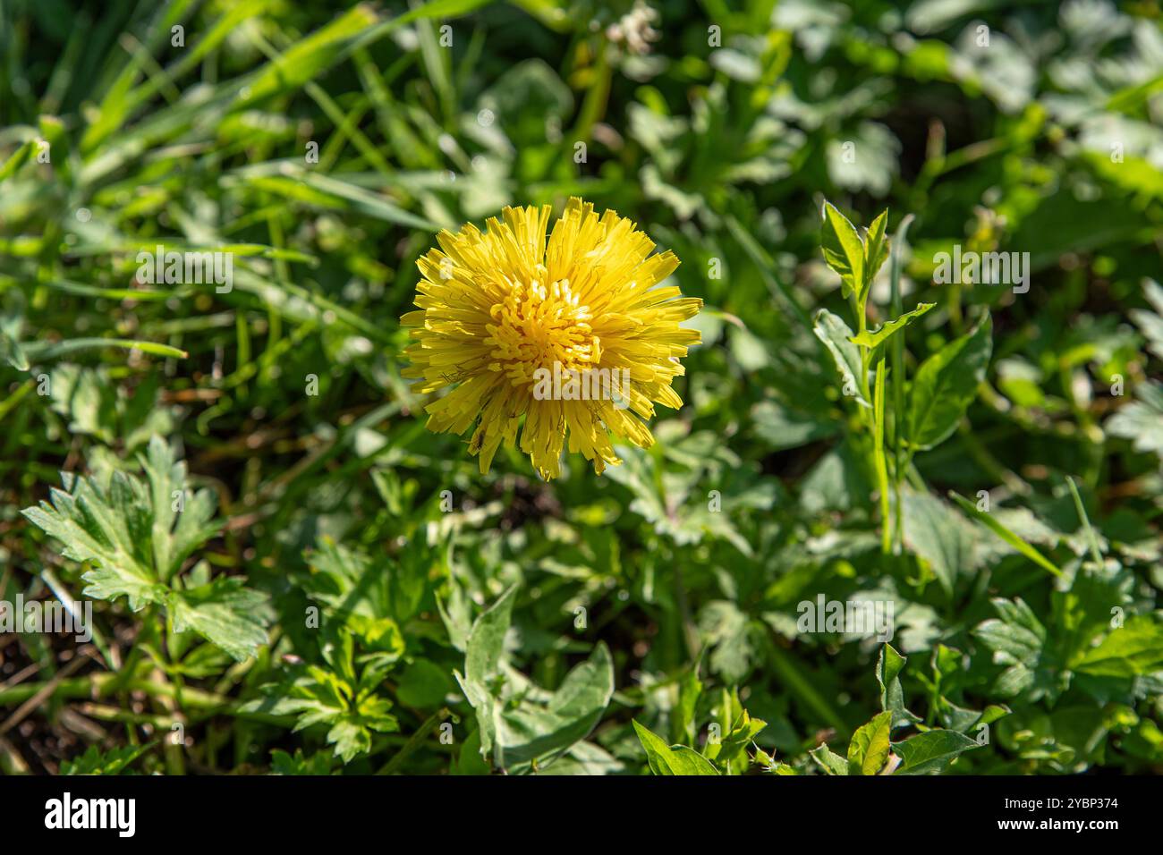 Grande pianta su un fiore di dente di leone giallo in un prato in un giardino o in un prato Foto Stock