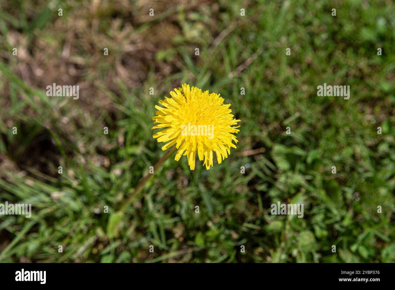 Grande pianta su un fiore di dente di leone giallo in un prato in un giardino o in un prato Foto Stock