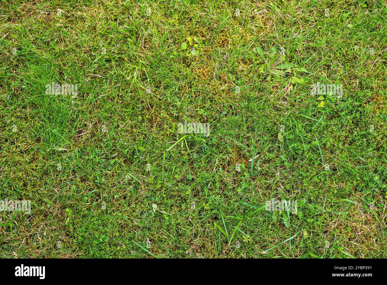 Erba in giardino o prato Foto Stock
