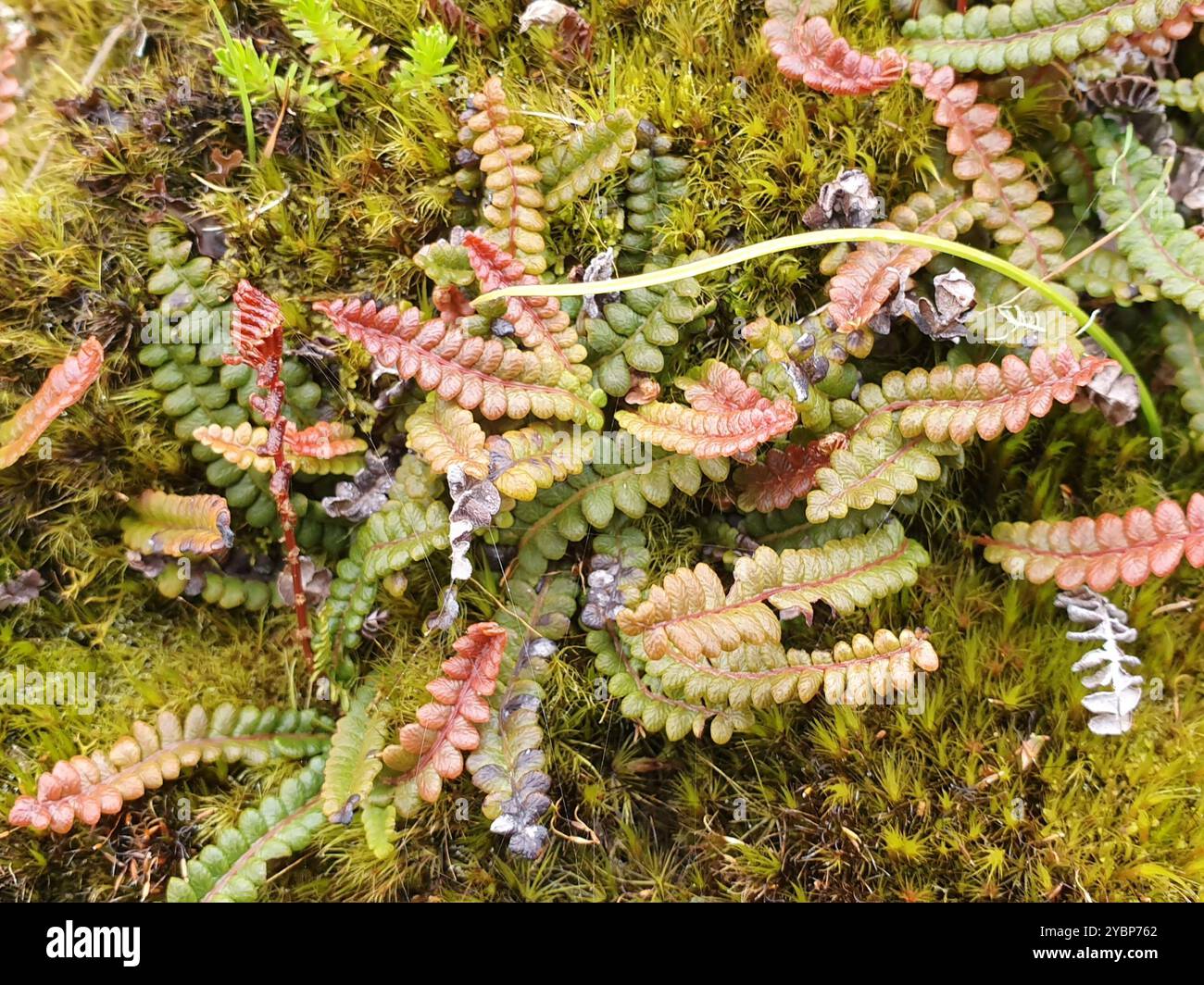 Piccola felce dura (Blechnum penna-marina) Plantae Foto Stock