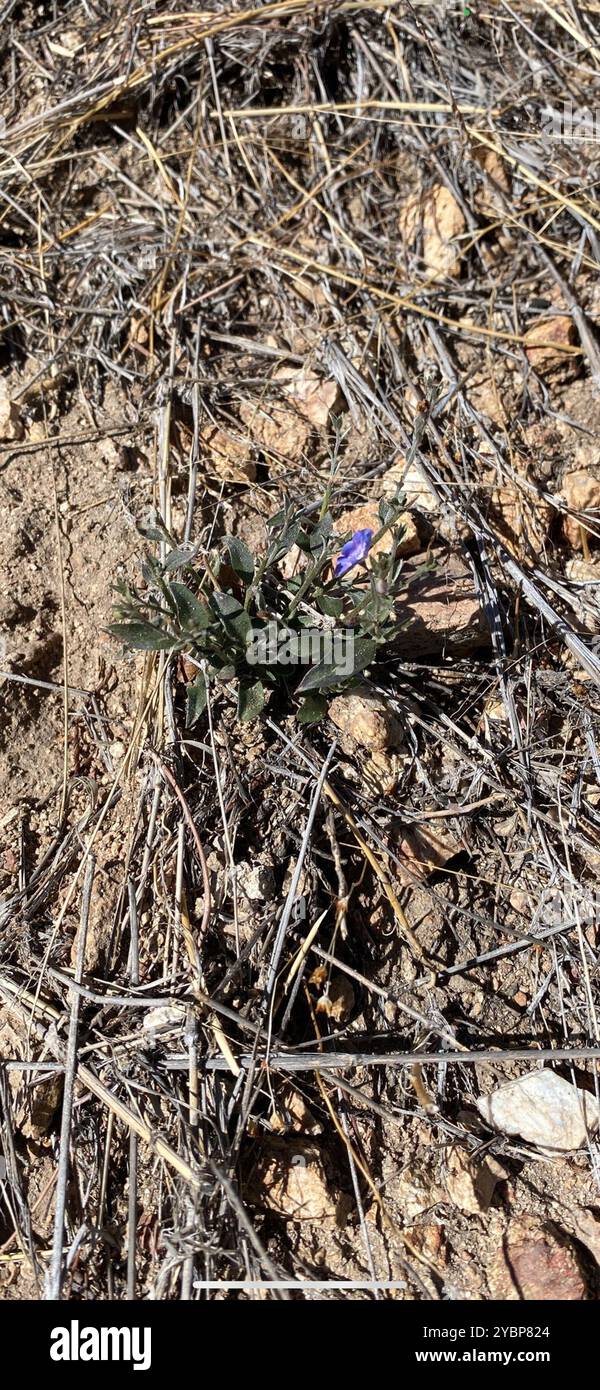 Arizona Blue-Eyes (Evolvulus arizonicus) Plantae Foto Stock