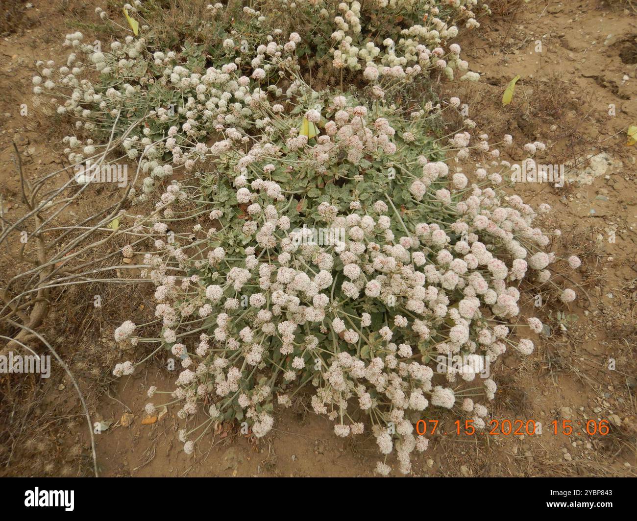 Grano saraceno (Eriogonum latifolium) Plantae Foto Stock