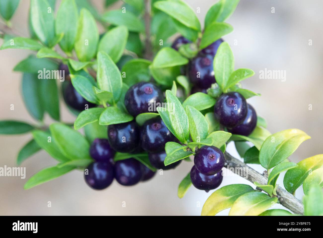 Giapponese Holly ilex crenata convessa Boxleaf Holly Inutsuge Holly con foglie di scatola Foto Stock