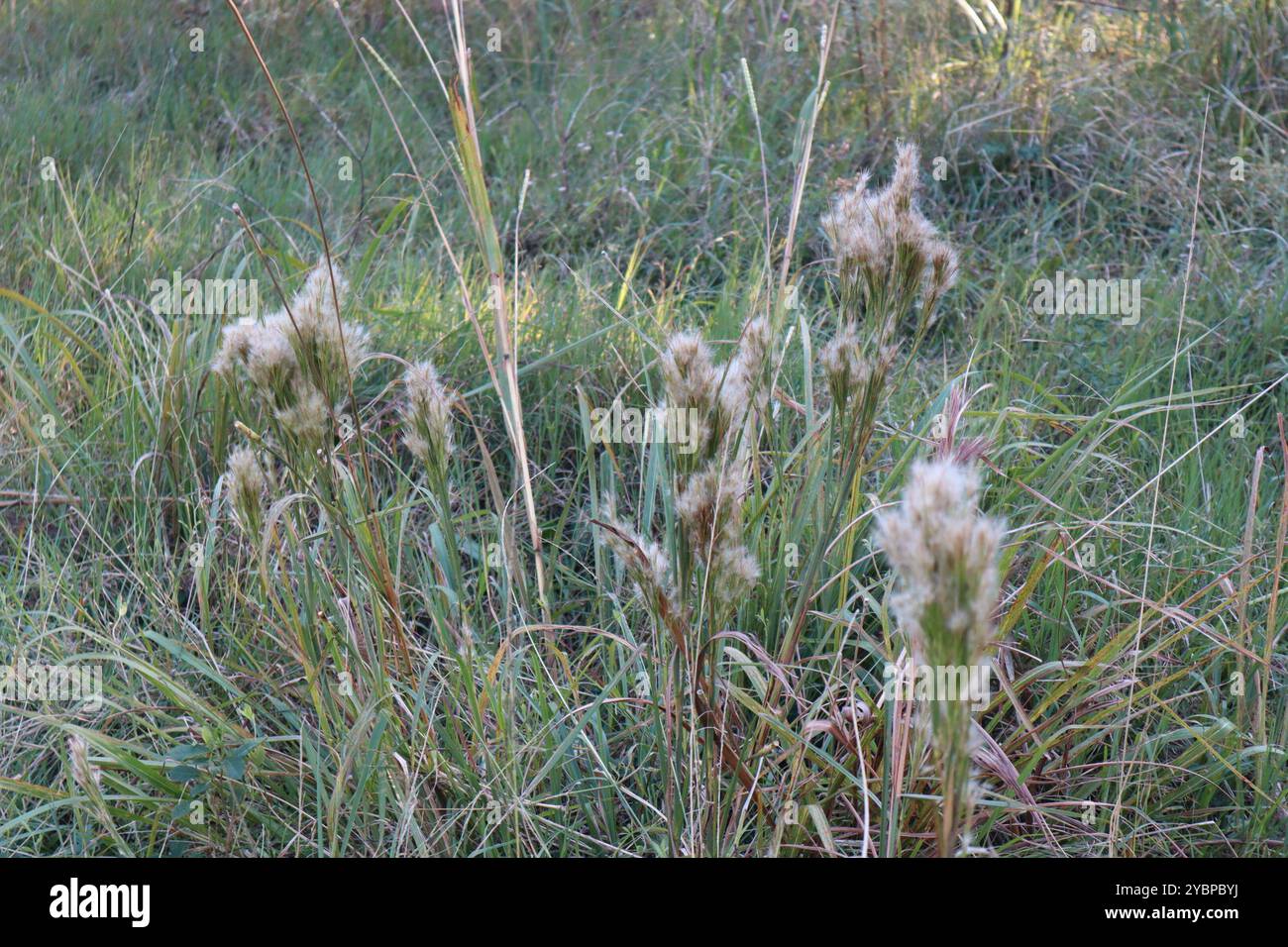 (Andropogon glomeratus) Plantae Foto Stock