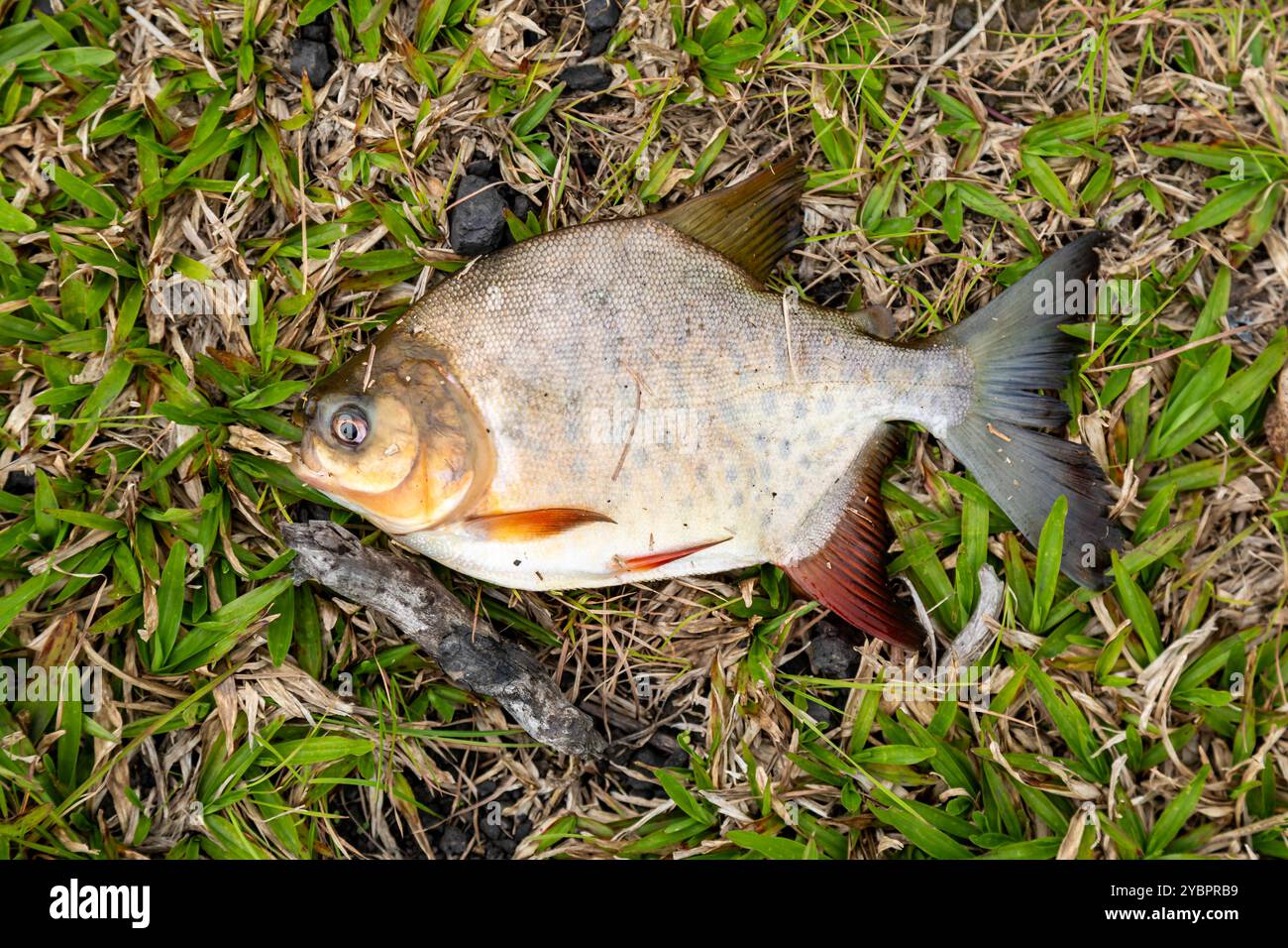 Pesce d'acqua dolce tambaqui ancora piccolo, pesca sportiva Foto Stock