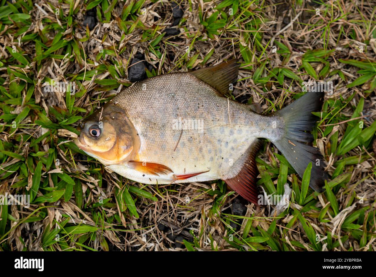 Pesce d'acqua dolce tambaqui ancora piccolo, pesca sportiva Foto Stock