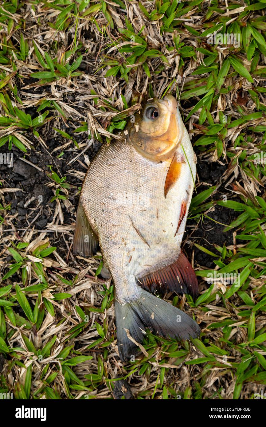 Pesce d'acqua dolce tambaqui ancora piccolo, pesca sportiva Foto Stock