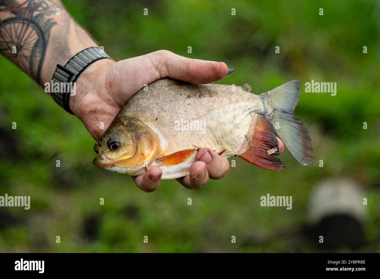 Pesce d'acqua dolce tambaqui ancora piccolo, pesca sportiva Foto Stock