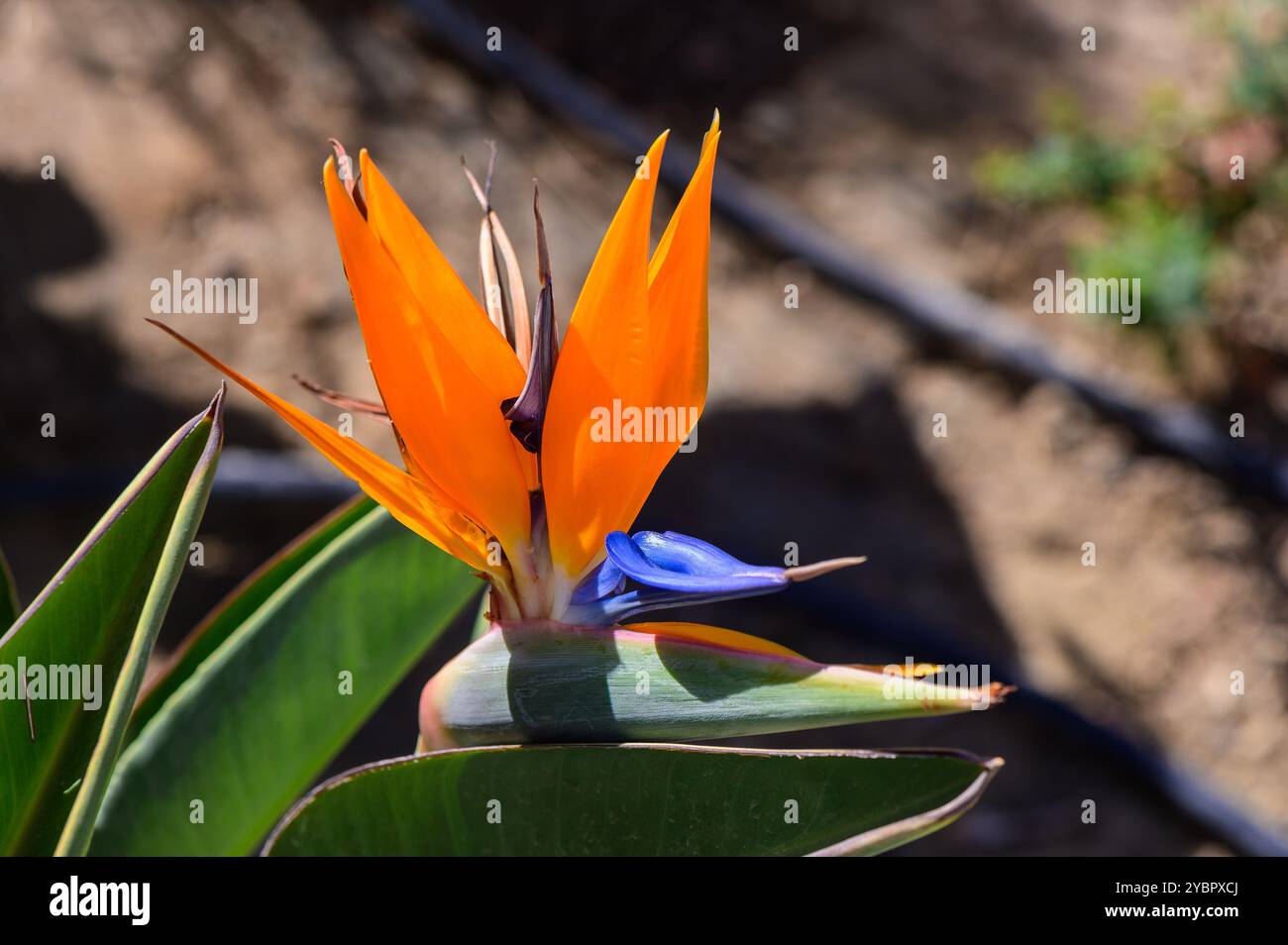 In un giardino illuminato dal sole, un suggestivo uccello arancione di fiori paradisiaci apre i suoi vibranti petali, mostrando i suoi splendidi accenti blu contro un rigoglioso lascito verde Foto Stock