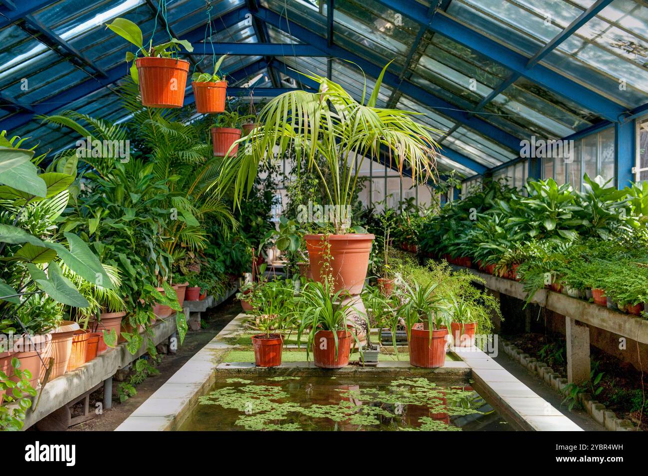 Una vibrante serra piena di una varietà di lussureggianti piante in vaso, piantagioni sospese e vegetazione tropicale crea un giardino interno sereno e fiorente Foto Stock