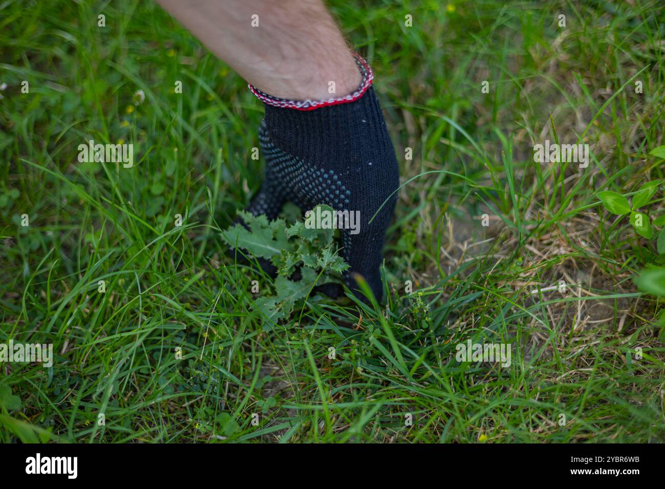 Indossa un guanto protettivo per il giardinaggio che tira erbacce dall'erba in un giardino in una giornata di sole. Concetto di lavoro all'aperto e controllo delle erbacce Foto Stock