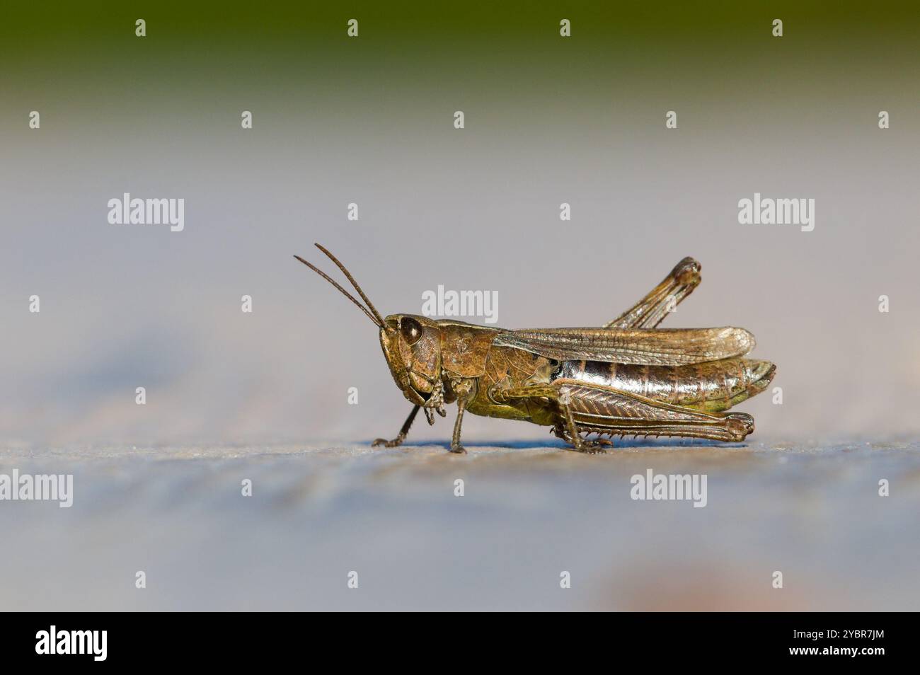 Ritratto ravvicinato di locuste comuni, cricket o cavalletta. Isolato su sfondo sfocato. Natura della repubblica ceca. Foto Stock
