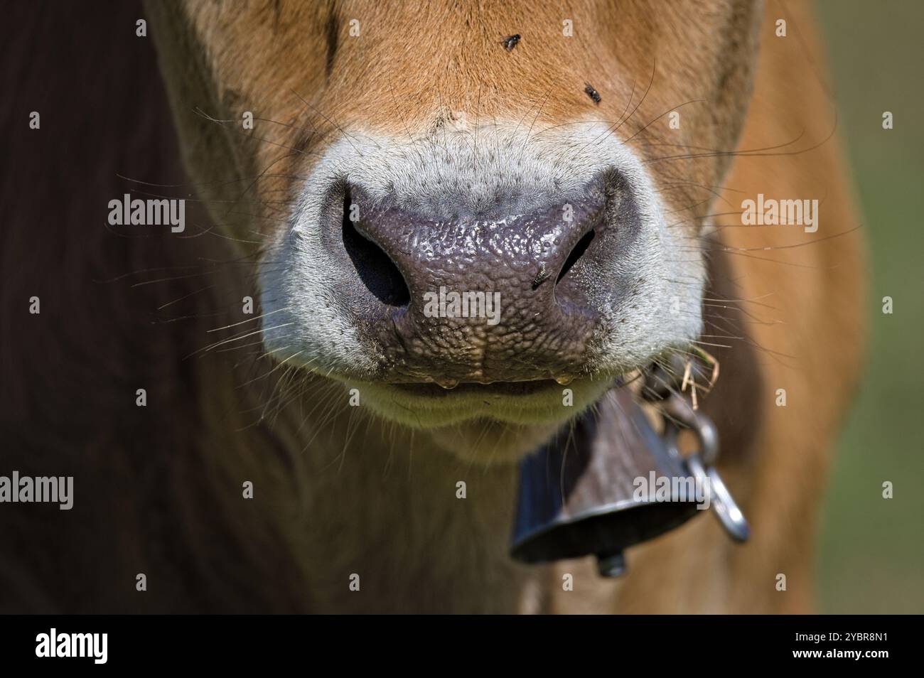 Dettaglio ravvicinato della museruola della mucca. Etica del concetto di mangiare carne. Divertente foto di animali. Foto Stock