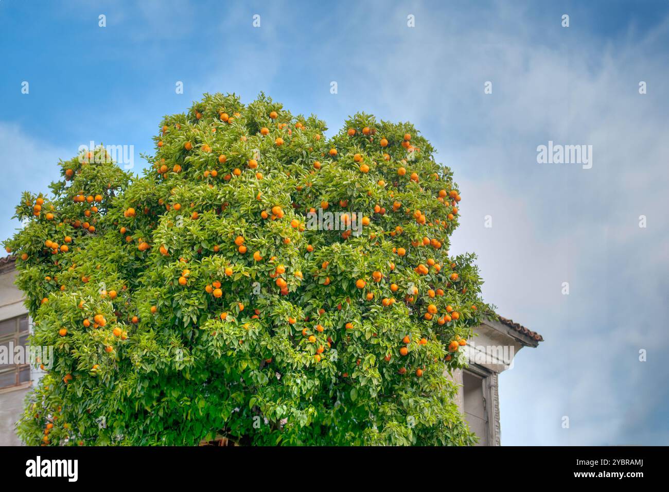 Un alto albero di arancio pieno di frutta matura si erge accanto a un vecchio edificio sotto un cielo blu brillante, Foto Stock