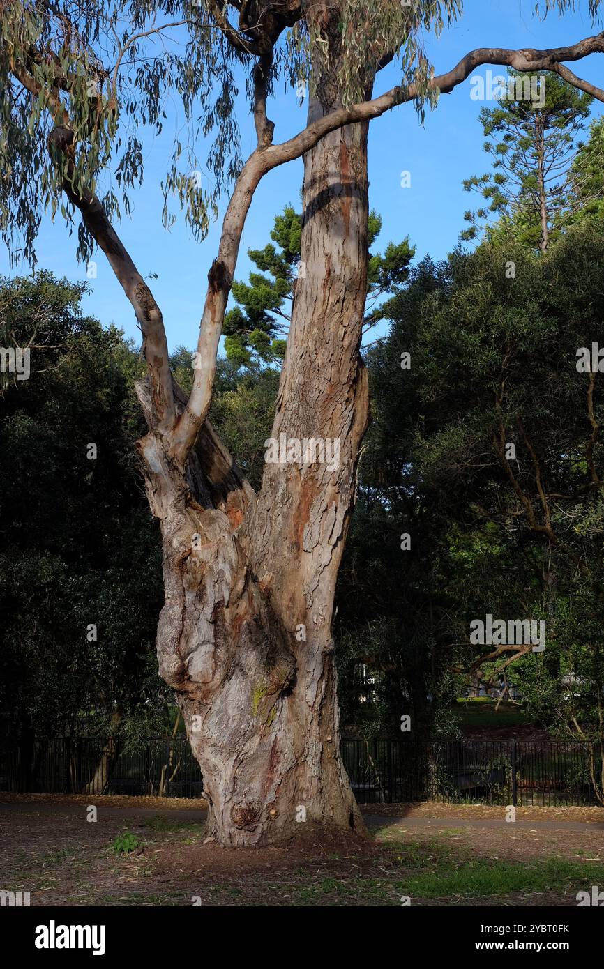 Fiume Red Gum, Eucalyptus camaldulensis nel Rushcutters Bay Park tra il canale e Reg Bartley Oval Foto Stock