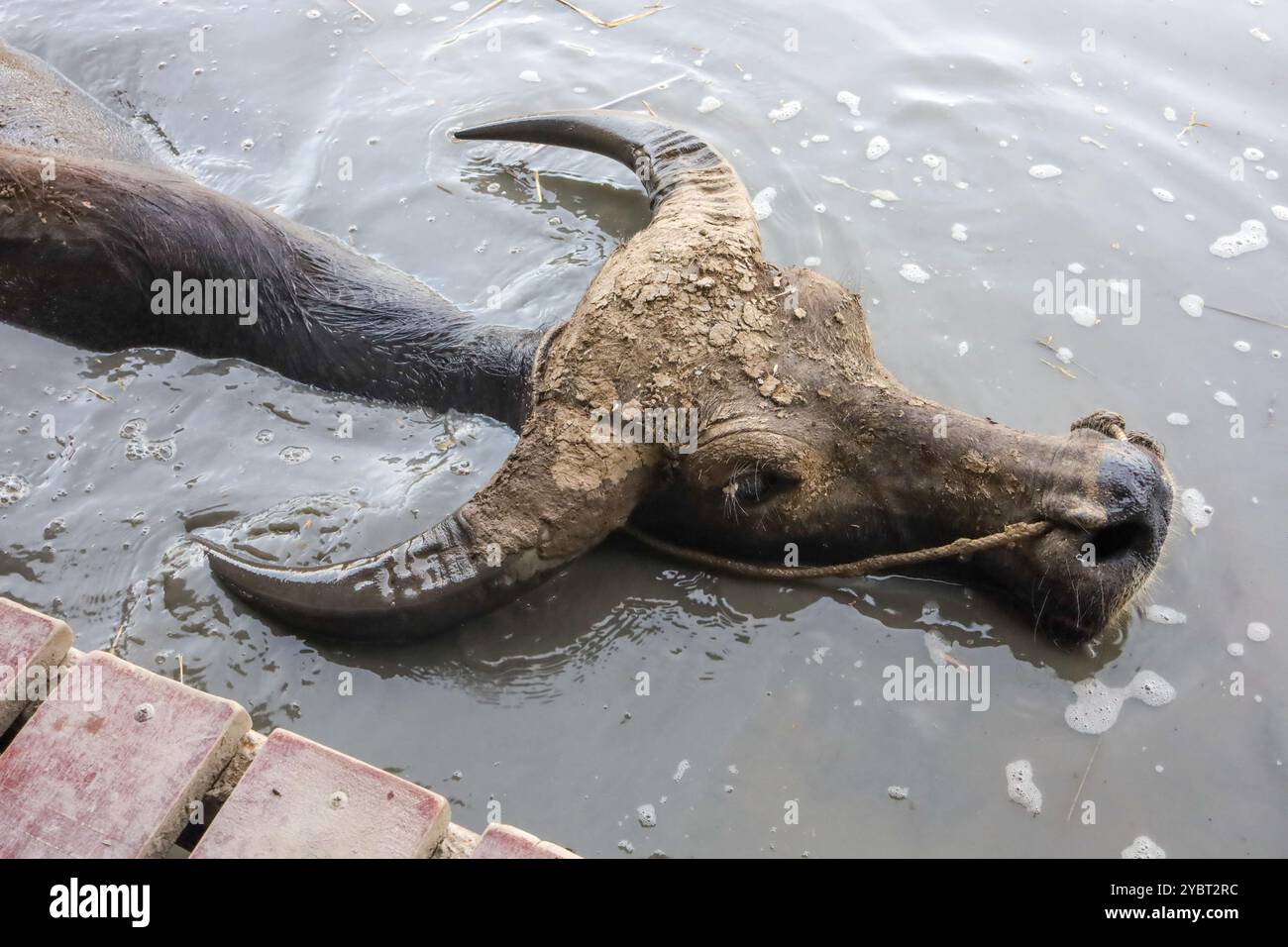 Suphan Buri, THAILANDIA - 16 giugno 2024: Vista dello spettacolo di nuoto di Buffalo al Buffalo Village Foto Stock