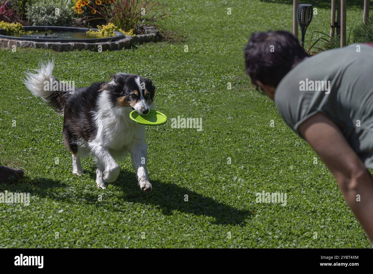 Cane, razza pastore australiano recupera un disco frisbee Baviera, Germania, Europa Foto Stock