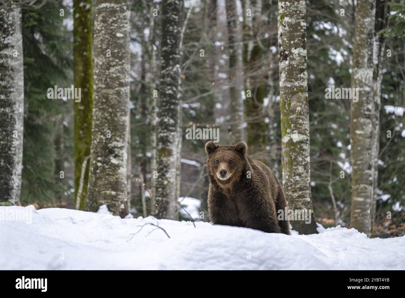 Orso bruno europeo (Ursus arctos arctos) nella foresta, orso nella neve, inverno, regione di Notranjska, Slovenia, Europa Foto Stock