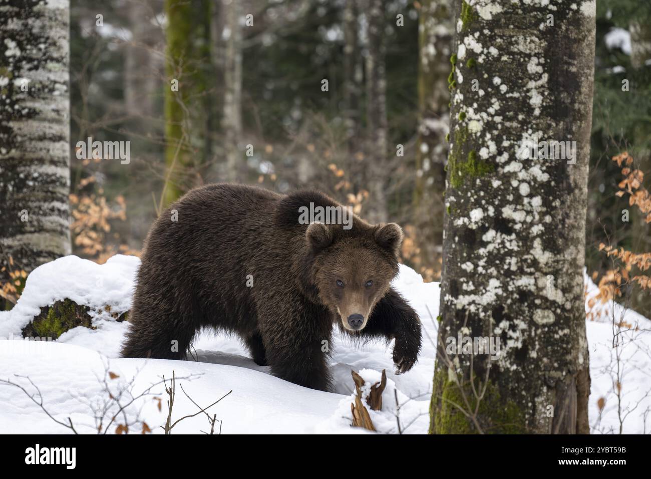 Orso bruno europeo (Ursus arctos arctos) nella foresta, orso nella neve, inverno, regione di Notranjska, Slovenia, Europa Foto Stock