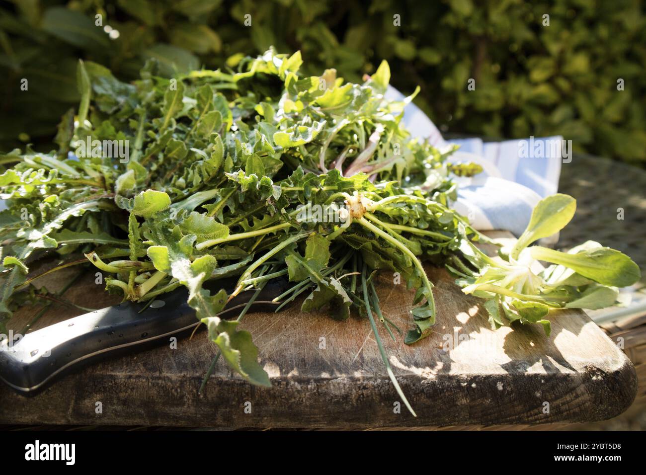Raccolta in campagna di erba selvatica per uso alimentare Foto Stock