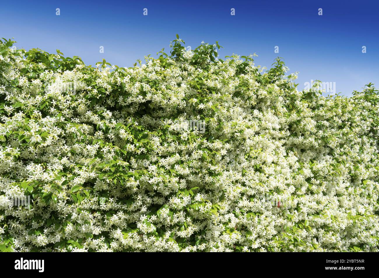 Documentazione fotografica di una siepe di gelsomino in piena fioritura in estate Foto Stock