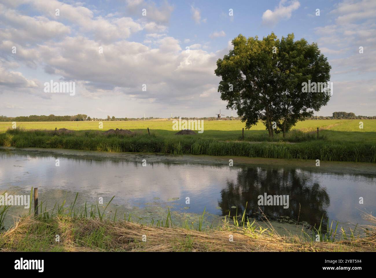 Albero che riflette in uno stagno nel paesaggio rurale da L'Alblasserwaard vicino al villaggio Hardinxveld-Giessendam con il Tiendwegse mulino a vento in t Foto Stock