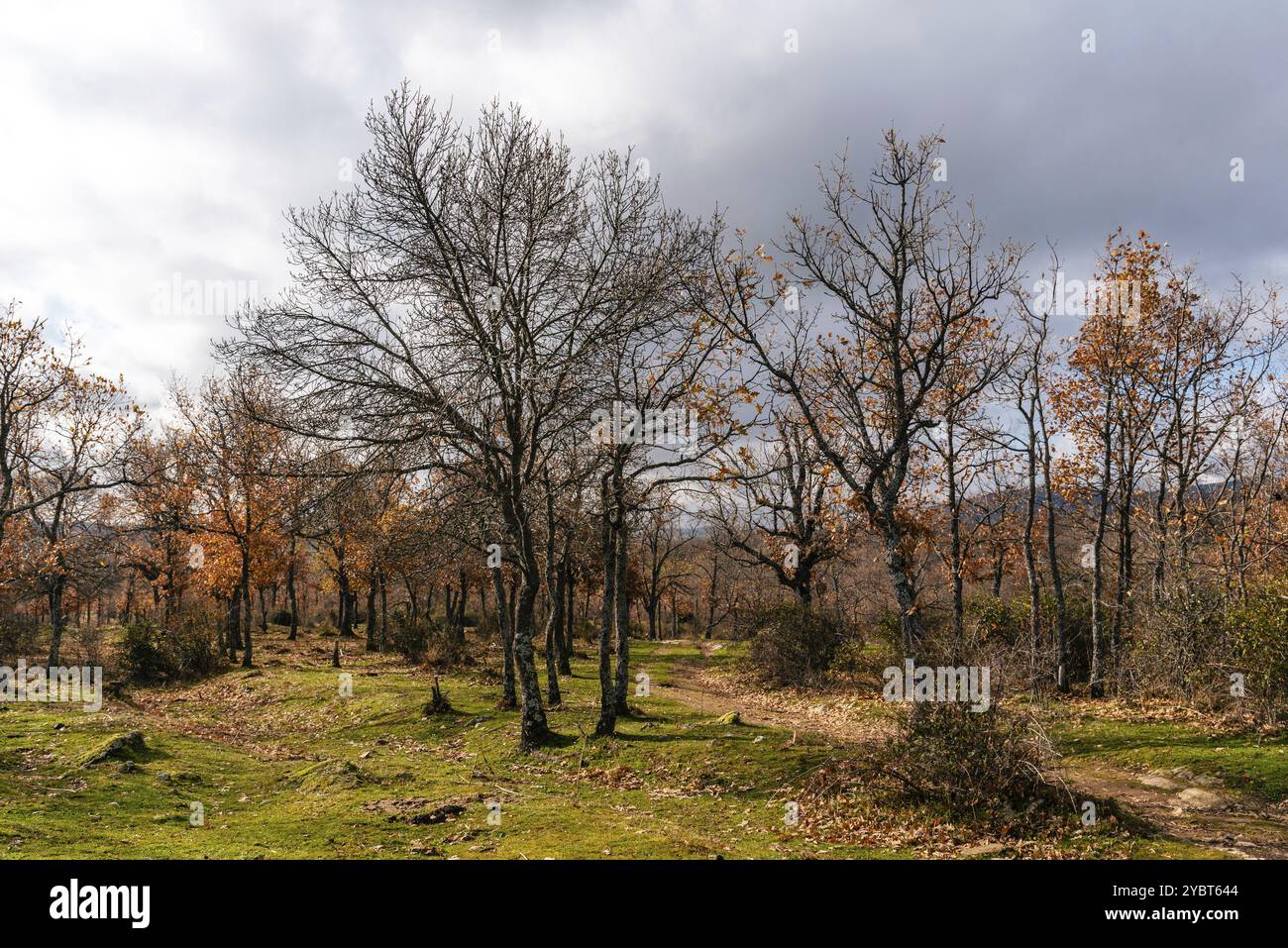 Bella mattinata nuvolosa nel parco autunnale con castagni, querce e faggi. Sierra del Rincon a Madrid Foto Stock