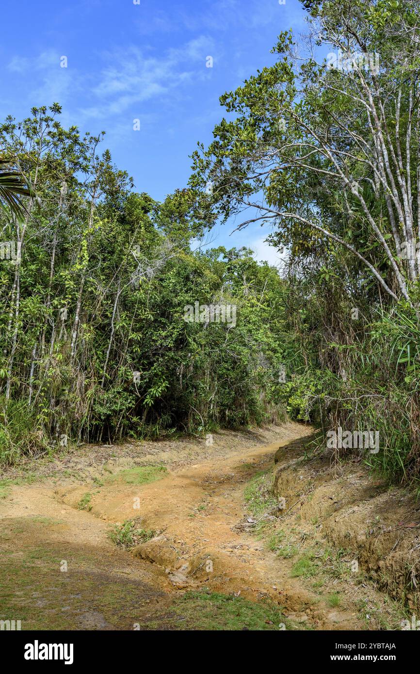 Vecchia strada sterrata deteriorata piena di pietre e buchi che passano attraverso la foresta nella campagna dello stato di Bahia, Brasile, Sud America Foto Stock