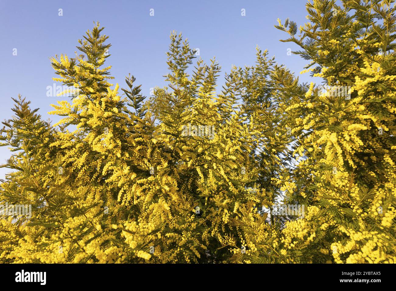 Documentazione fotografica di un albero di mimosa fiorito nella stagione primaverile Foto Stock