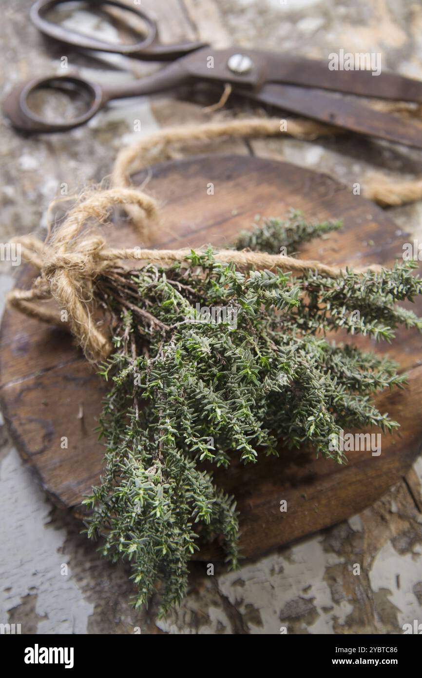 Prodotto del giardino, mazzo di timo essenziale per la cucina mediterranea Foto Stock