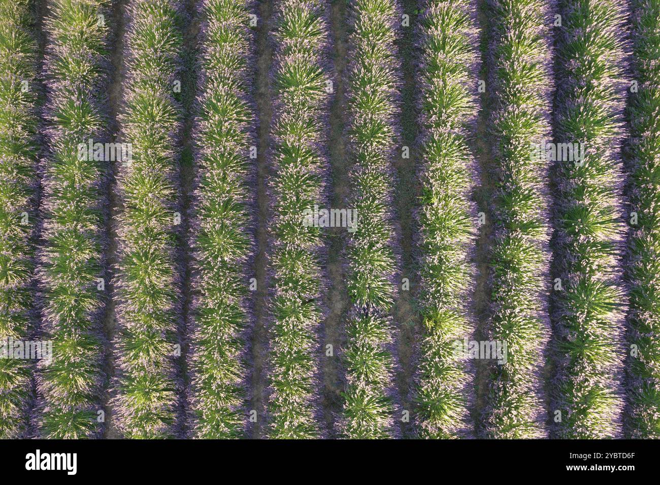 Documentazione fotografica aerea della coltivazione della lavanda in file Foto Stock