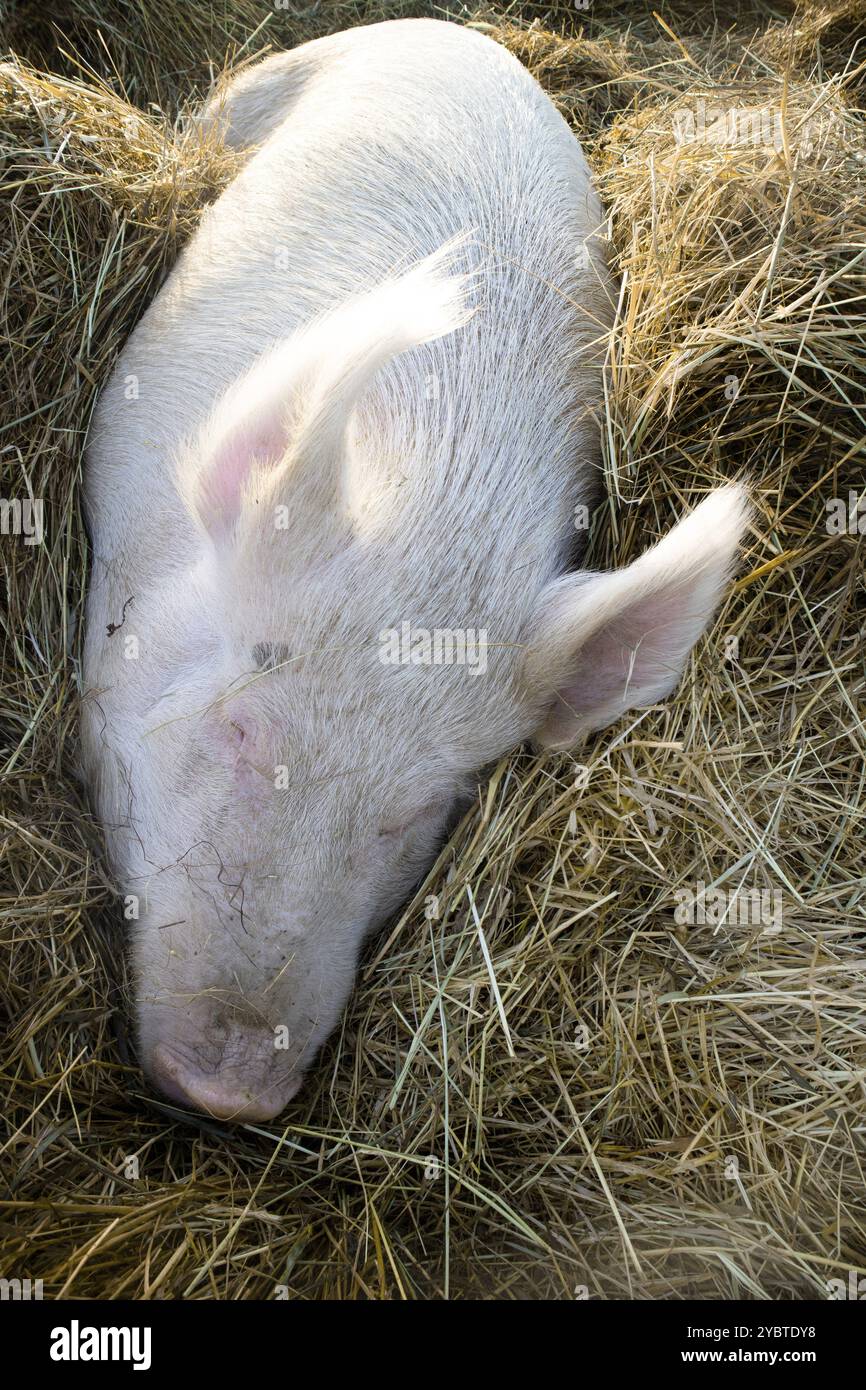 Foto di un grande maiale scattato mentre dorme su un letto di paglia Foto Stock