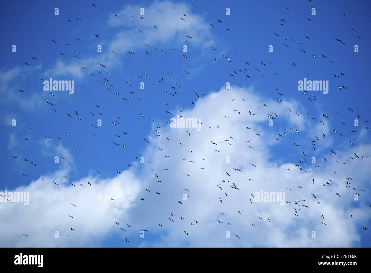 Il volo di un gregge di gabbiani nel cielo blu Foto Stock