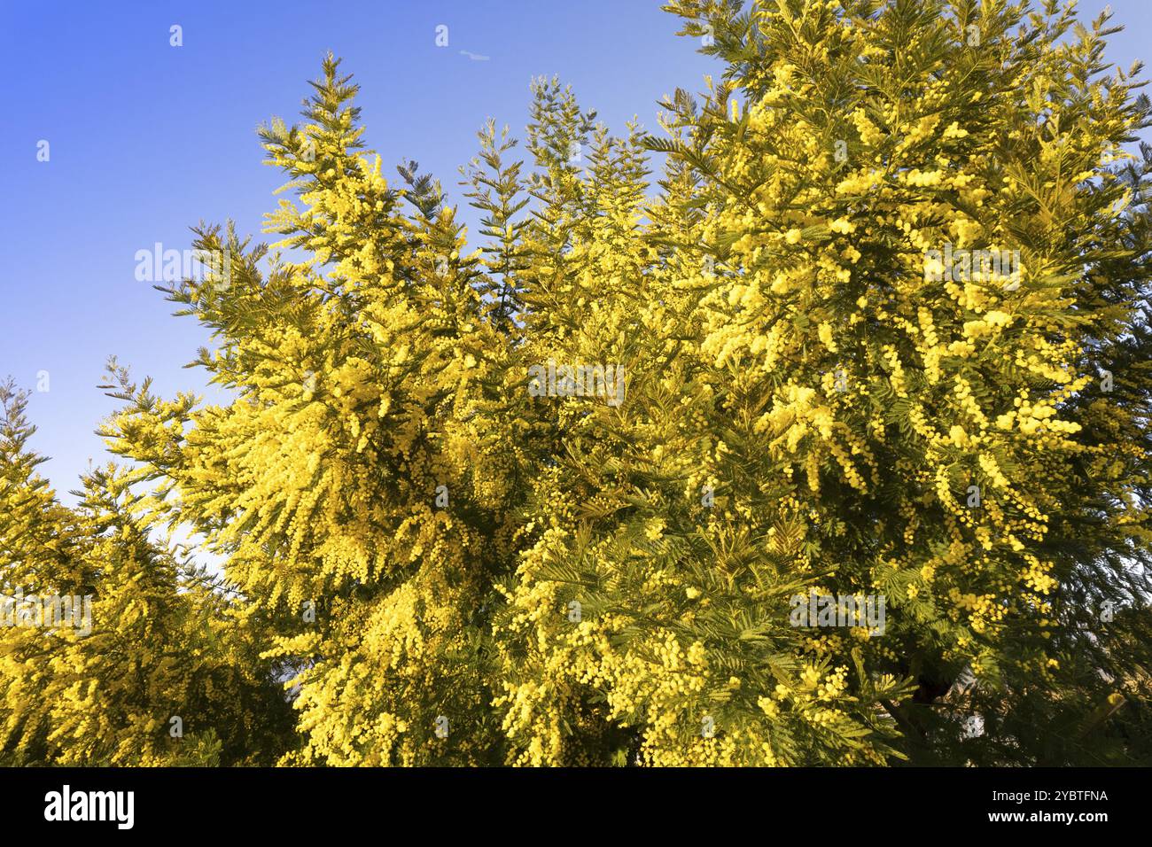 Documentazione fotografica di un albero di mimosa fiorito nella stagione primaverile Foto Stock