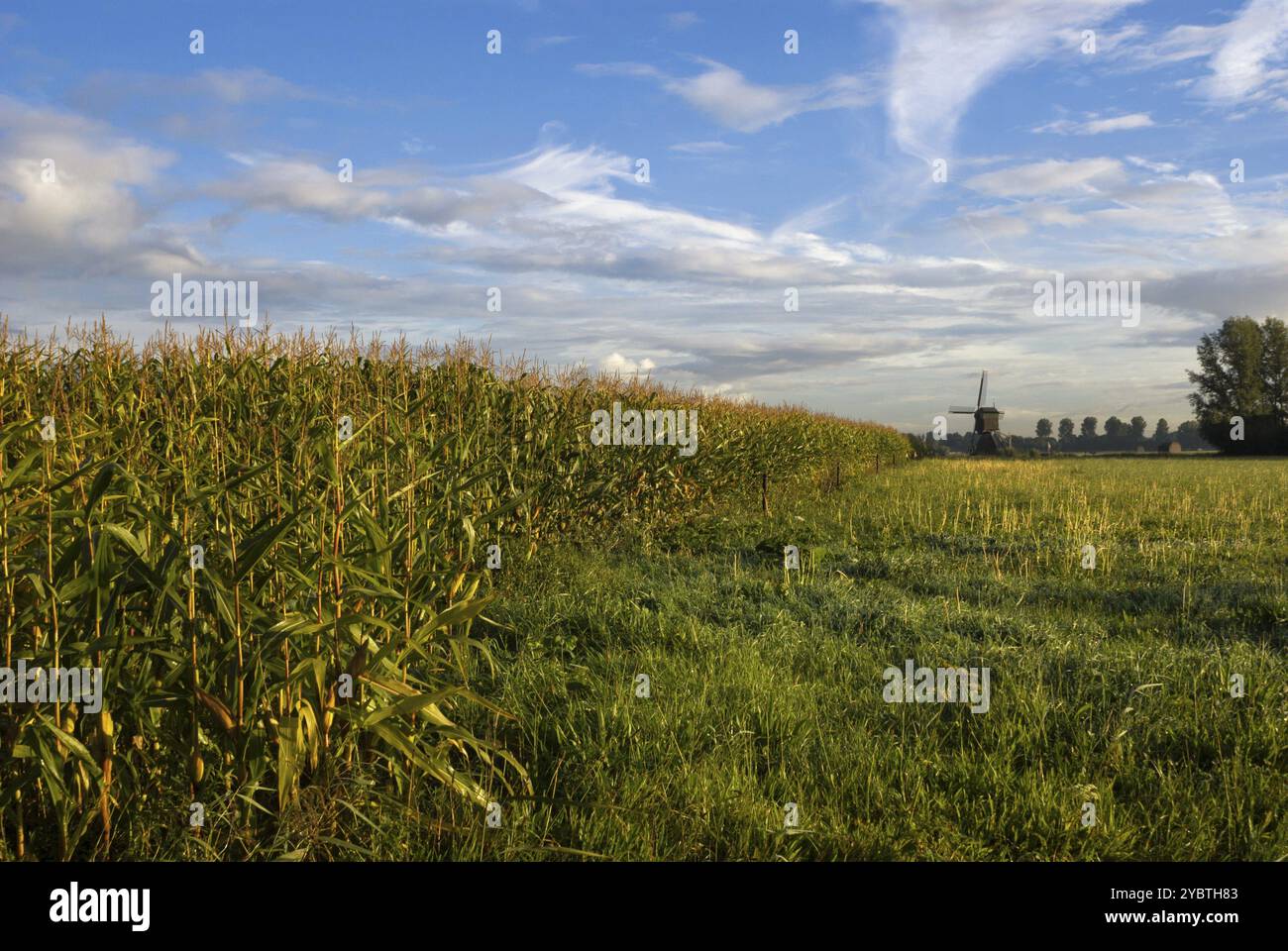 Cornfield vicino Uppel su un croccante di clear mattina con il mulino a vento il Zandwijkse Molen in background Foto Stock