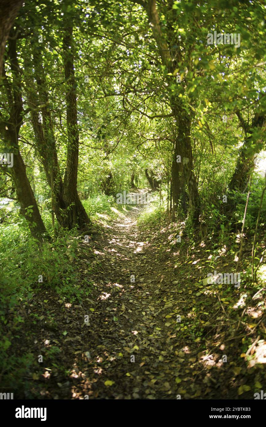 Percorso nel bosco durante la stagione estiva Foto Stock