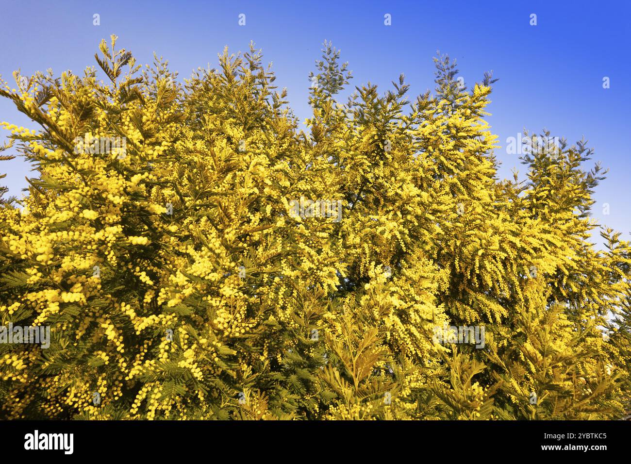 Documentazione fotografica di un albero di mimosa fiorito nella stagione primaverile Foto Stock