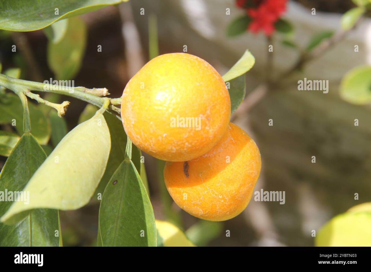 Le arance di Tongheng sull'albero saranno presto raccolte. Foto Stock