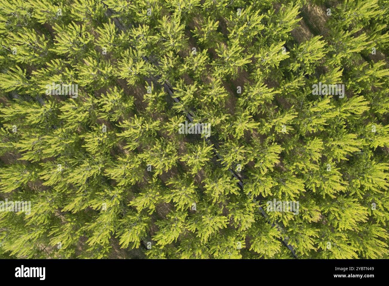 Documentazione fotografica aerea di una piantagione di pioppo in primavera Foto Stock