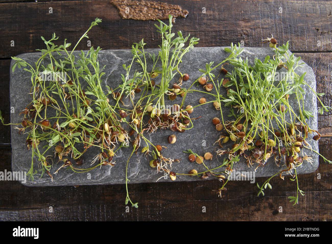 La vegetazione di piccoli semi di lenticchie su pietra nera Foto Stock